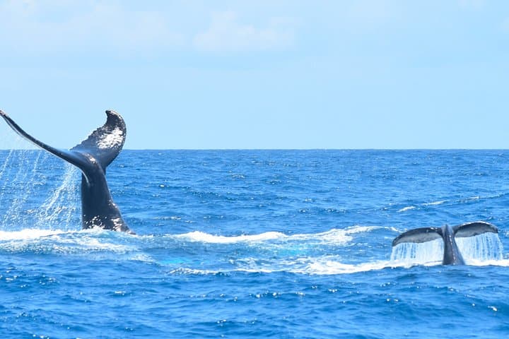 Tour Privado en Costa : Aventura de avistamiento de ballenas en Costa Adeje - 2