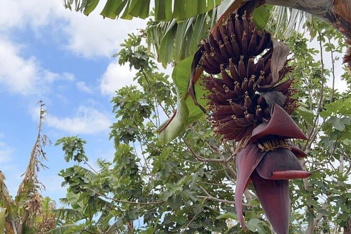 Tour Histórico a pie y Eco Banana Farm en Guía de Isora, Tenerife - 2