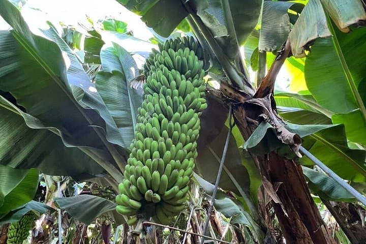 Tour Histórico a pie y Eco Banana Farm en Guía de Isora, Tenerife - 6