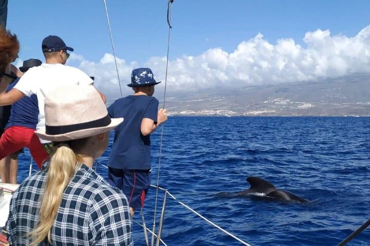Chárter Privado Avistamiento de ballenas y delfines Max 11 pax - 6