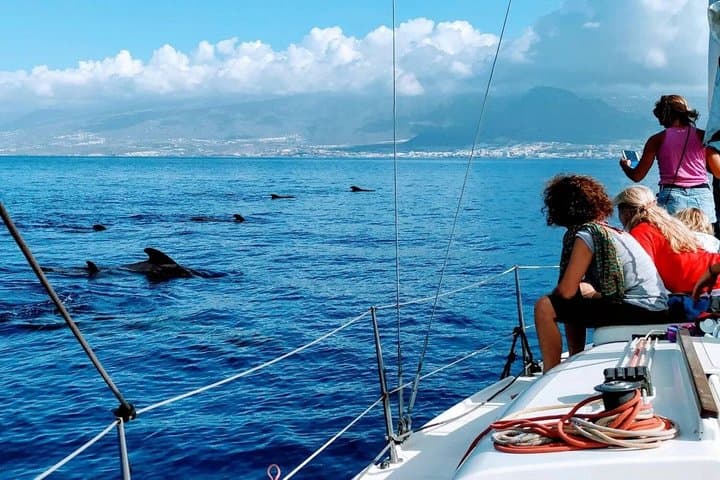 Chárter Privado Avistamiento de ballenas y delfines Max 11 pax - 5