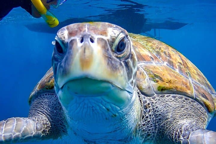 Visita guiada de snorkeling en Tenerife con equipo - 2