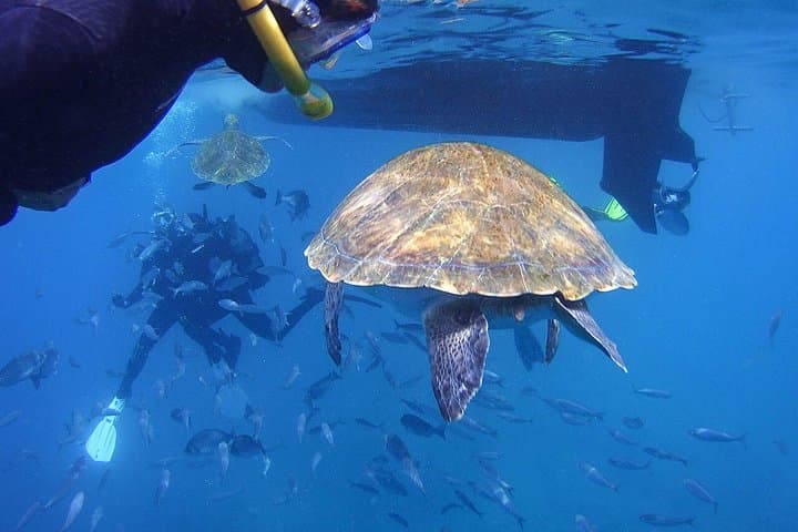 Visita guiada de snorkeling en Tenerife con equipo - 7
