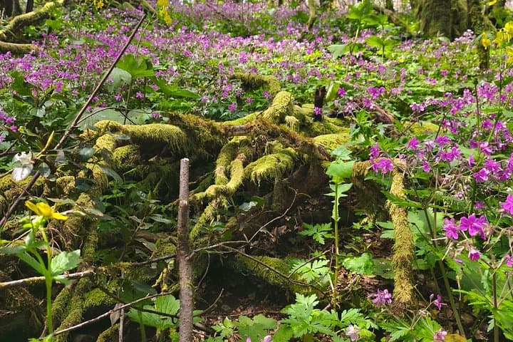 https://media-cdn.tripadvisor.com/media/attractions-splice-spp-720x480/15/68/81/37.jpg - 2