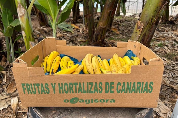 Tour Histórico a pie y Eco Banana Farm en Guía de Isora, Tenerife - 8
