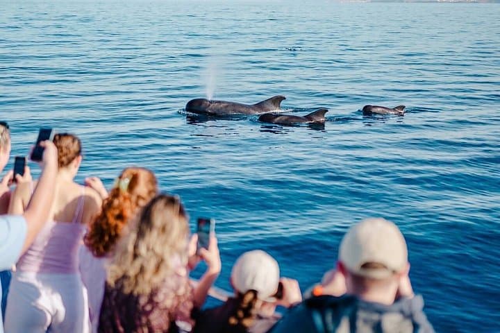 Tenerife Excursión en Ecoyate para Avistamiento de Ballenas - 1