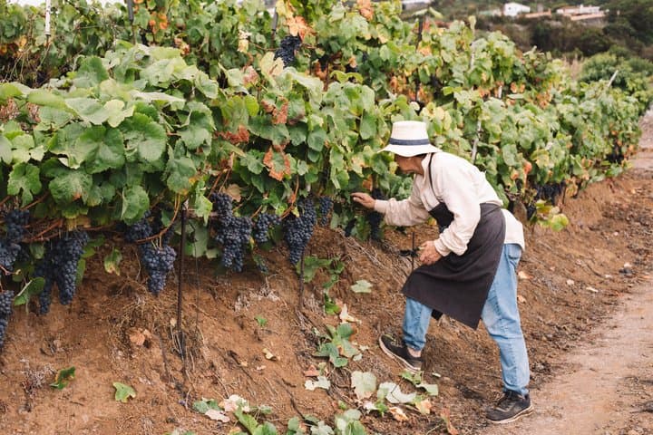 Tour Volcánico de Vinos : Viñedos Heritage & Cata en Tenerife - 2