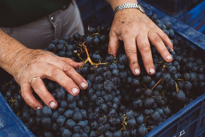 Tour Volcánico de Vinos : Viñedos Heritage & Cata en Tenerife - 4