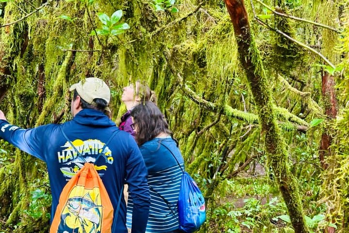 Tour de senderismo por el bosque encantado de Anaga. El Pijaral. - 4