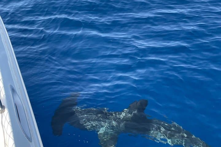Ballenas - 4