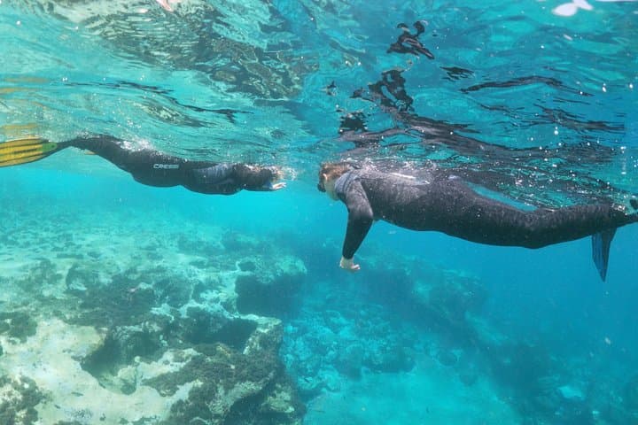 Aventura snorkel Deepfin en Tenerife Exploración de vida marina - 7