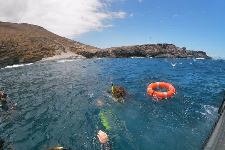 Aventura snorkel Deepfin en Tenerife Exploración de vida marina - 8