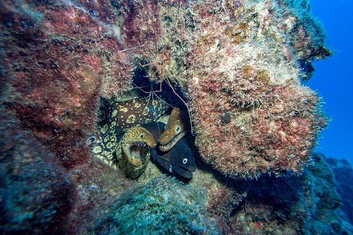 Buceo al sur de Tenerife. - 6