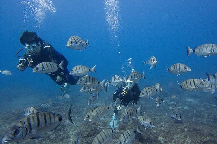 Buceo al sur de Tenerife. - 4