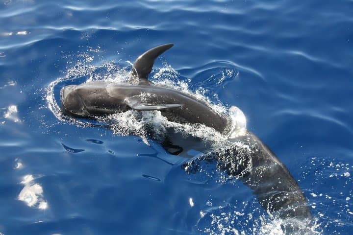 Experiencia de avistamiento de ballenas por la tarde Discovery Los Cristianos - 1