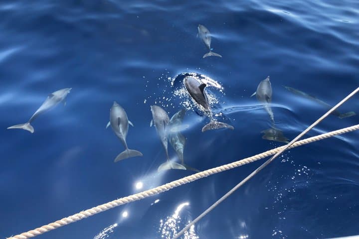 Experiencia de avistamiento de ballenas por la tarde Discovery Los Cristianos - 8