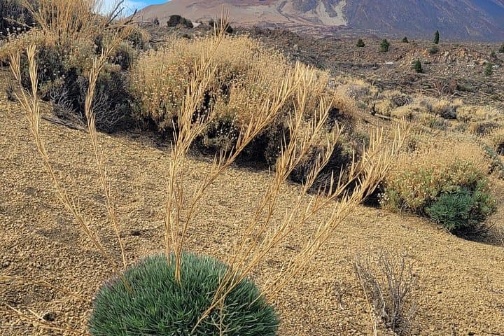 Wanderung Teide Nationalpark Vulkan El Cerrillar Max 10 Pers - 7