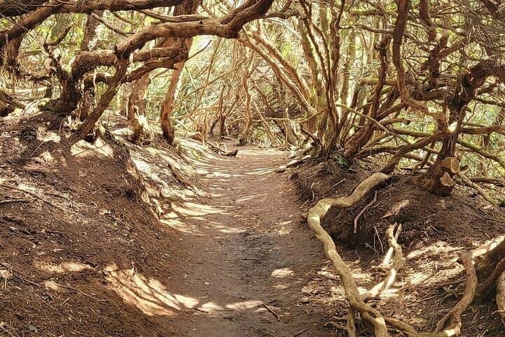 Excursión panorámica por las montañas de Anaga, grupo reducido de 10 personas. - 2