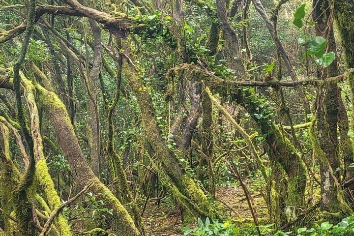 Excursión panorámica por las montañas de Anaga, grupo reducido de 10 personas. - 5