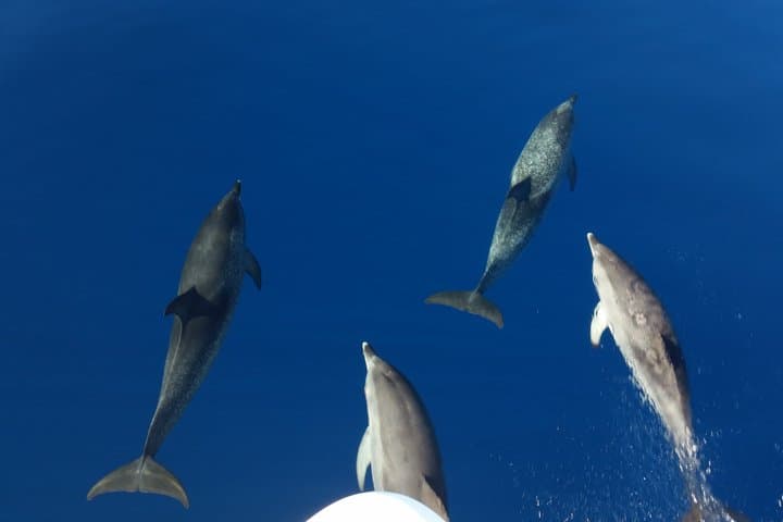 Experiencia de avistamiento de ballenas por la tarde Discovery Los Cristianos - 4