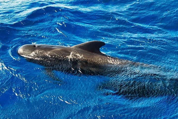 Avistamiento de ballenas y delfines y parada de natación en Tenerife - 4