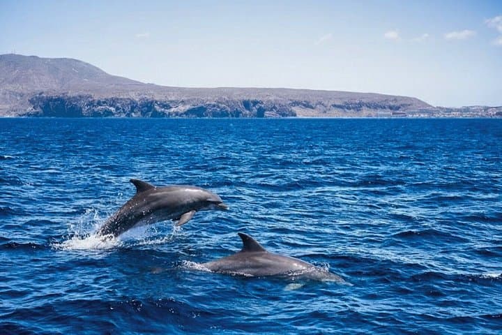 Avistamiento de ballenas y delfines y parada de natación en Tenerife - 8