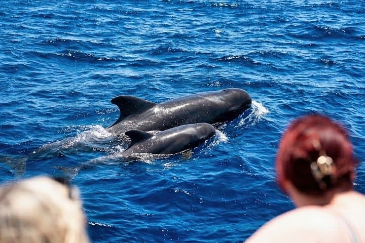 Avistamiento de ballenas y delfines y parada de natación en Tenerife - 1
