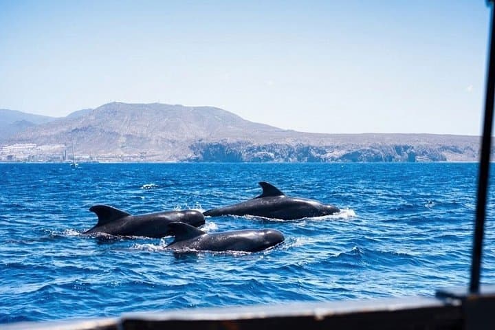 Avistamiento de ballenas y delfines y parada de natación en Tenerife - 5
