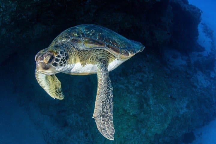Prueba el Buceo en Puerto Colón - 7