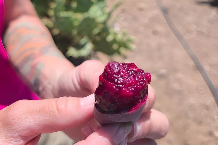 Tenerife Red Cactus Farm Experience: Farm Tour, Tasting & Animals - 8