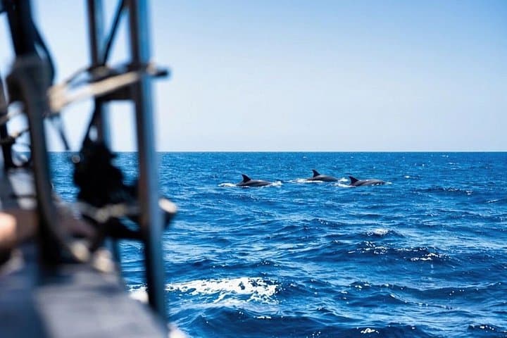 Tenerife Avistamiento Delfines y Ballenas con Parada Para Nadar - 8