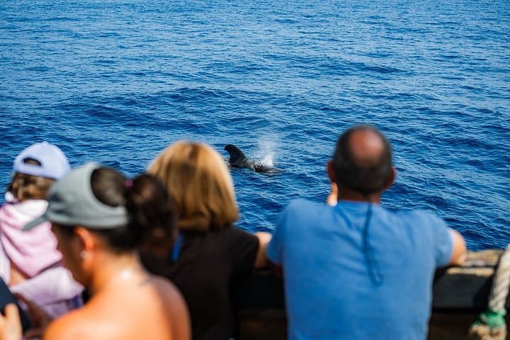 Tenerife Avistamiento Delfines y Ballenas con Parada Para Nadar - 5