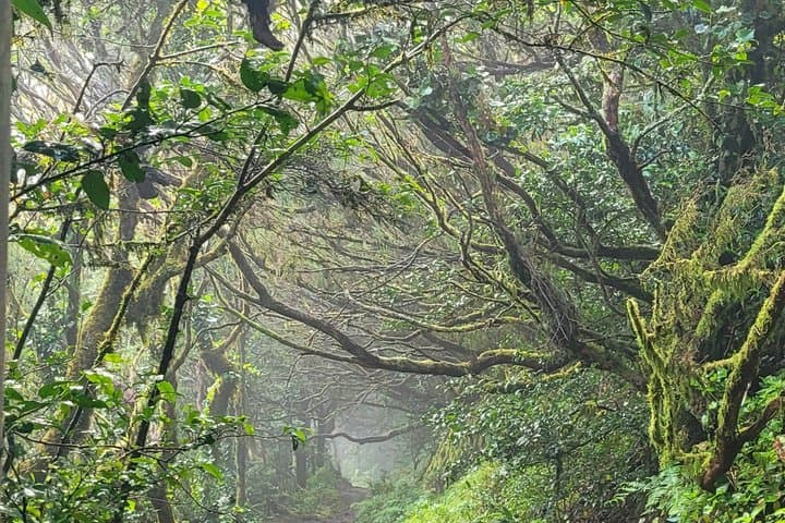 bosque de laurisilva - 1