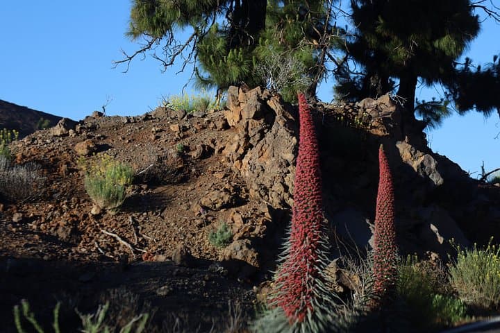 Día o puesta del sol del Parque Nacional Buggy Teide 6 asientos - 5