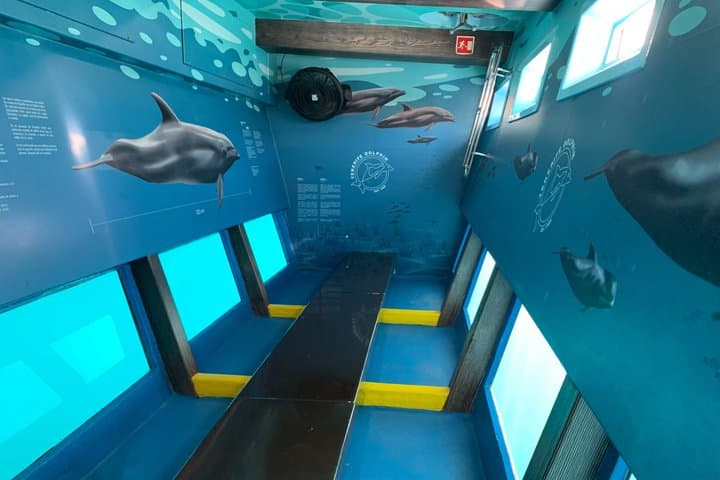 Ballenas piloto - 8