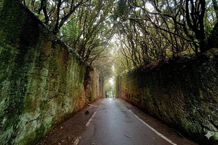 Tour Premium: Senderismo Anaga, Punta Hidalgo y Cruz del Carmen - 3