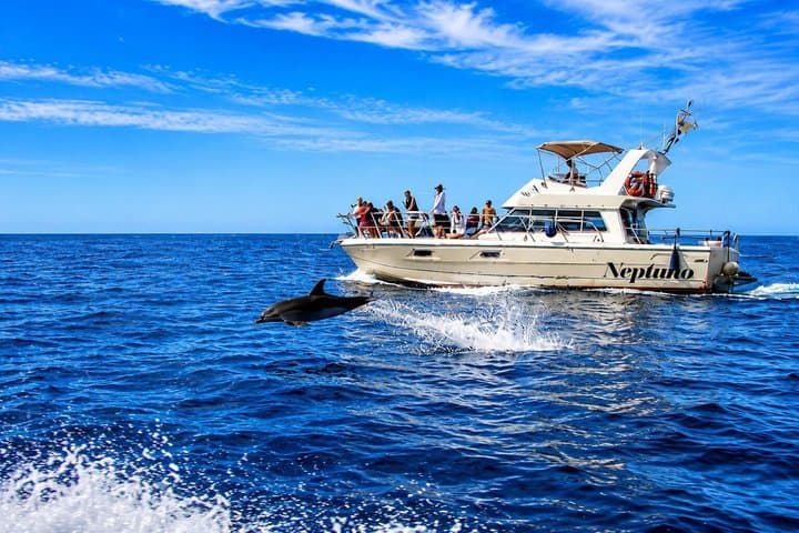 Descubre Ballenas en Tenerife : Tour en Yate Compartido, Natación & Almuerzo - 3