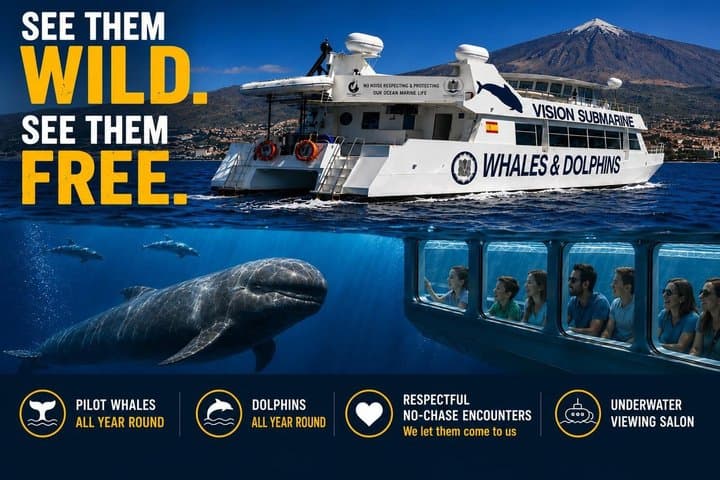 Delfines mulares comportándose del modo habitual - 3