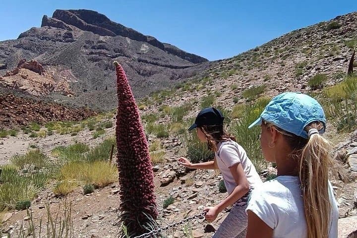 Experiencia de caminata panorámica y bodega en el Teide con recogida gratuita - 7