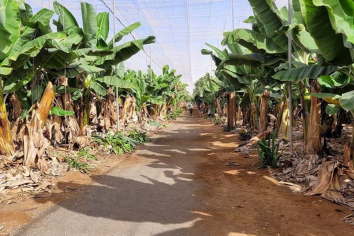Aventura en Buggy por Tenerife: Costa Sur y Finca de Plátanos - 3