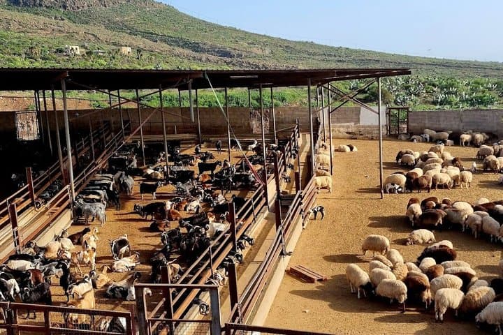 Tenerife : Excursión artesanal a la granja de quesos con degustación de ajedrez & vinos - 3
