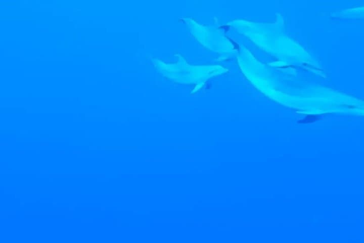Paddle Surf con Snorkel en Palm-Mar Delfines y Tortugas - 2