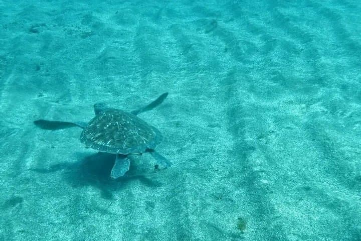 Paddle Surf con Snorkel en Palm-Mar Delfines y Tortugas - 3