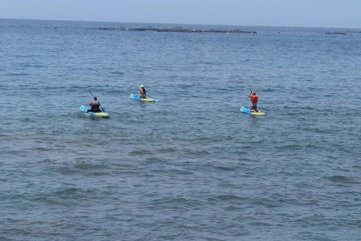 Paddle Surf con Snorkel en Palm-Mar Delfines y Tortugas - 7
