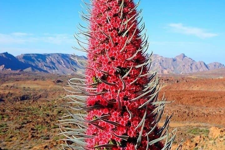 Tour de Tenerife Amigable para Cruceros: Cumbres Volcánicas y Ciudades UNESCO - 3