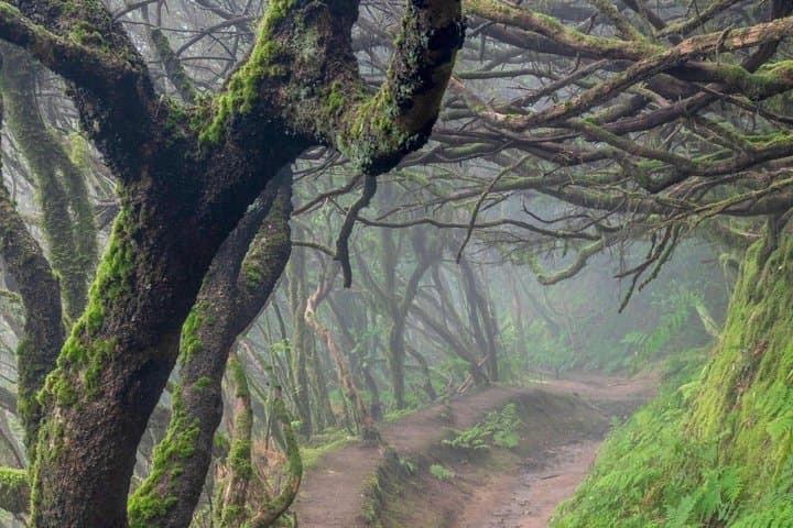 Experiencia VIP Tenerife Tour Privado de 6 Horas por Lux Car - 7