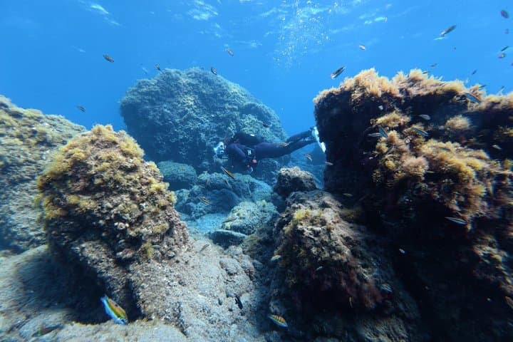 Tenerife Buceo Principiante Prueba con Colección y Fotos - 5
