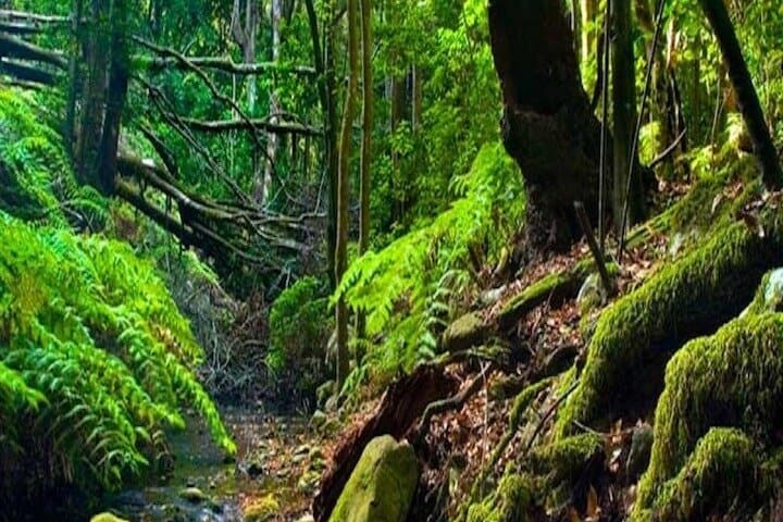 Excursión a La Gomera desde Norte de Tenerife - 1